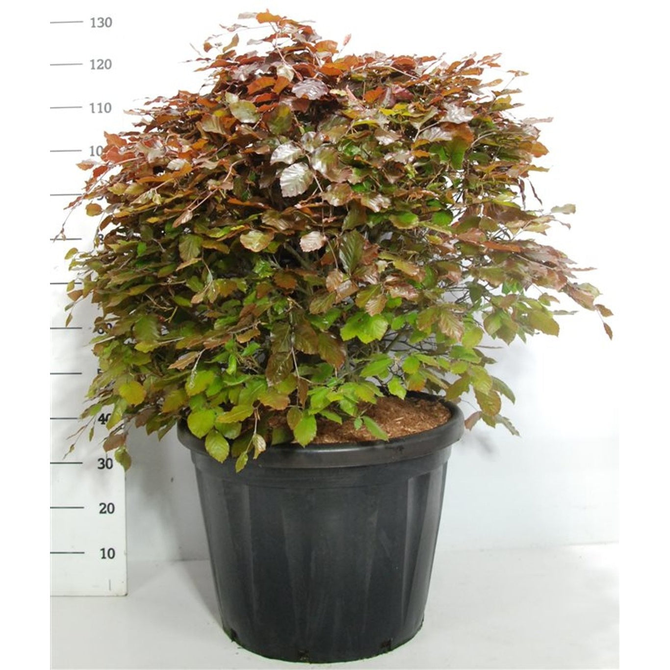 Blodbok – Fagus sylvatica 'Atropunicea' - 80 CM Ball Cont.